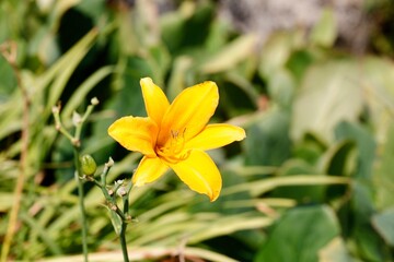 yellow flower