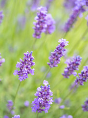 Echter Lavendel, Lavandula angustifolia, Lavendelfelder, Frankreich, Provence 