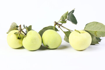 ripe apples on a branch in the studio