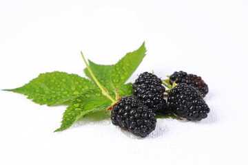 big black blackberry in the studio