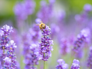 Echter Lavendel, Lavandula angustifolia, Lavendelfelder, Frankreich, Provence, Biene