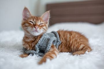 A little ginger kitten dressed a sweate lies on a white blanket.