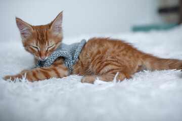 A little ginger kitten dressed a sweate lies on a white blanket.