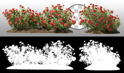 Cutout flowering bush isolated on transparent background via an alpha channel. Red rose shrub for...