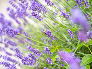 Echter Lavendel, Lavandula angustifolia, Lavendelfelder, Frankreich, Provence 