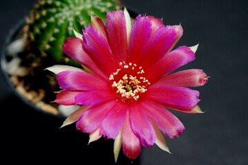 Lobivia hybrid flower pink and red, it plant type of cactus (cacti) stamens the yellow color is...