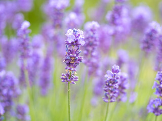 Echter Lavendel, Lavandula angustifolia, Lavendelfelder, 