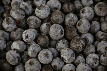 fresh blueberries in the studio