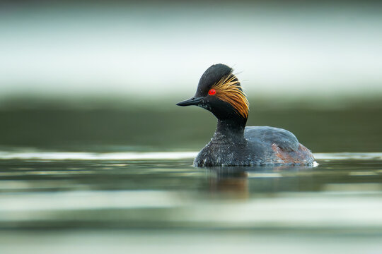 Black-necked grebe (Podiceps nigricollis), with the beautiful blue coloured water surface. Beautiful black waterbird from the lake in the morning mist. Wildlife scene from nature, Czech Republic