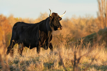 Heck cattle (Bos primigenius f. taurus), bull in a pasture in the early morning with beautiful...