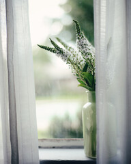 flowers on window sill