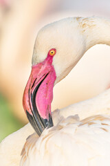 Greater flamingo (Phoenicopterus roseus), with beautiful pink coloured background. A beautiful pink water bird with yellow eyes in the morning. Wildlife scene from nature, France