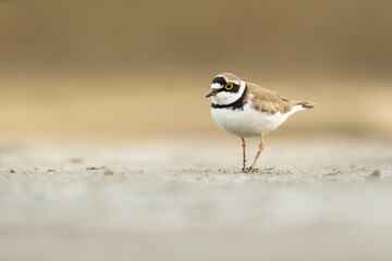 Little ringed plover (Charadrius dubius), with beautiful orange coloured background. Colorful shore bird with brown feather in the lake. Wildlife scene from nature, Czech Republic
