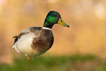 Mallard (Anas platyrhynchos), with the beautiful yellow coloured water surface. Beautiful brown duck from the river in the morning mist. Wildlife scene from nature, Czech Republic