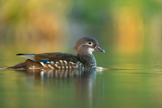 Mandarin duck (Aix galericulata) female, with a beautiful yellow coloured water surface. Beautiful brown duck from the river in the morning mist. Wildlife scene from nature, Czech Republic