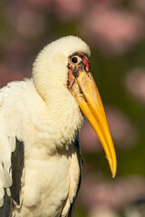 Milky stork (Mycteria cinerea), with a beautiful pink coloured background. A colourful waterbird with a large beak sitting on the branch. Wildlife scene from nature, Indonesia