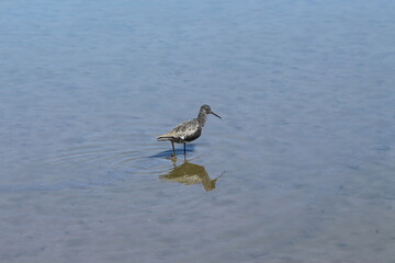 A Spotted Redshank in Tanzania