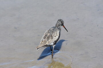 A Spotted Redshank in Tanzania