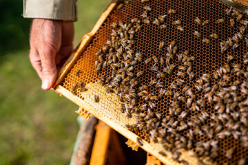 Hands of beekeeper showing a wooden frame with insects. Beeswax honeycomb apiary.