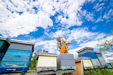 Fototapeta na wymiar Beekeeping wooden honeycombs on landscape. Countryside apiary honeybee.