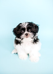 Puppy on an isolated blue background. Shih Tzu puppy. Close-up