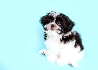 Puppy on an isolated blue background. Shih Tzu puppy. Close-up