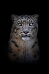 Snow leopard or ounce (Panthera uncia), with a beautiful dark background. Colourful endangered animal with white hair sitting on the ground in the mountains. Wildlife scene from nature, India © Simon Vasut