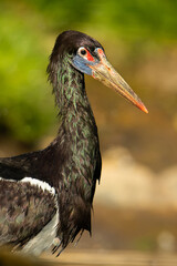 Abdim's stork (Ciconia abdimii), with a beautiful dark coloured background. A colourful waterbird with a large beak sitting in the dark. Wildlife scene from nature, Ethiopia