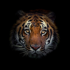 Malayan tiger (Panthera tigris tigris), with a beautiful dark background. Colourful endangered...