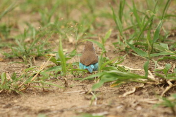 Red-cheeked Cordon-bleu in Tanzania