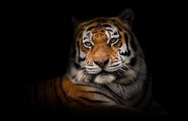 Malayan tiger (Panthera tigris tigris), with a beautiful dark background. Colourful endangered animal with orange hair sitting on the ground in the forest. Wildlife scene from nature, Malaysia