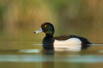 Tufted duck (Aythya fuligula), with the beautiful blue coloured water surface. Beautiful brown duck from the river in the morning mist. Wildlife scene from nature, Czech Republic