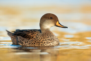 White-cheeked pintail (Anas bahamensis), with the beautiful yellow coloured water surface. Beautiful brown duck from the river in the morning mist. Wildlife scene from nature, Czech Republic