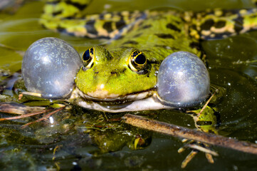 green frog - pelophylax lessonae - croak - obrazy, fototapety, plakaty