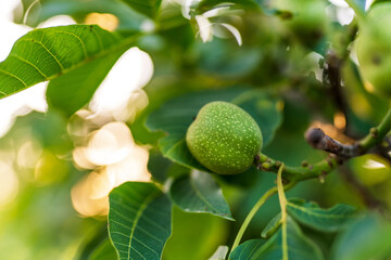 Organic garden fresh fruit outdoor with leaves. Natural healthy botanical plant.