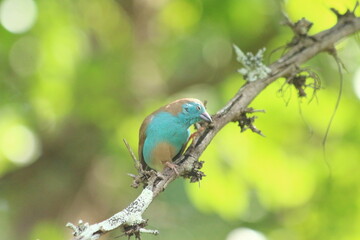 Red-cheeked Cordon-bleu in Tanzania