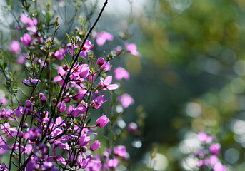 Australian nature background of backlit pink flowers of the native Boronia ledifolia, family Rutaceae, growing in Sydney sclerophyll forest. Winter to spring flowering.