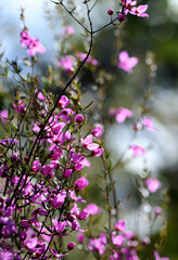 Beautiful backlit pink flowers of the Australian native Boronia ledifolia, family Rutaceae, growing in Sydney sclerophyll forest. Winter to spring flowering.