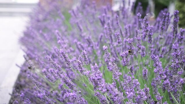 Flying bumble-bee gathering pollen from lavender blossoms. Close up Slow Motion. Beautiful Blooming Lavender Flowers swaying in wind. Provence, South France, Europe. Calm Cinematic Nature Background