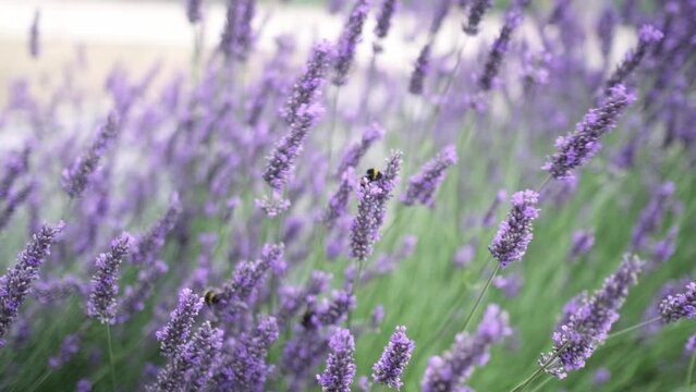 Flying bumble-bee gathering pollen from lavender blossoms. Close up Slow Motion. Beautiful Blooming Lavender Flowers swaying in wind. Provence, South France, Europe. Calm Cinematic Nature Background