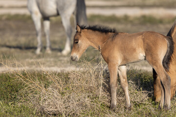 Obraz premium Wild Horse Foal in the Utah Desert