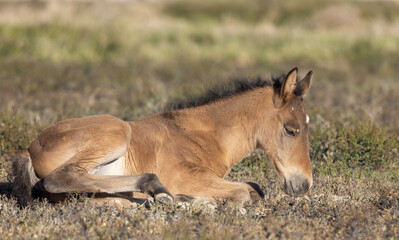 Wild Horse Foal in the Utah Desert