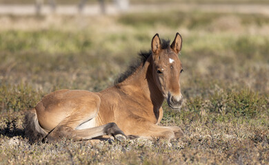 Naklejka na ściany i meble Wild Horse Foal in the Utah Desert