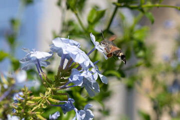 Macroglossum stellatarum - Humming-bird Hawk-moth - Moro-sphinx