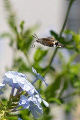 Macroglossum stellatarum - Humming-bird Hawk-moth - Moro-sphinx