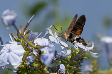 Macroglossum stellatarum - Humming-bird Hawk-moth - Moro-sphinx