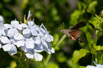 Macroglossum stellatarum - Humming-bird Hawk-moth - Moro-sphinx