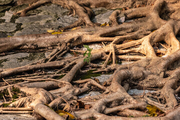 tree roots in the forest and  sapling
