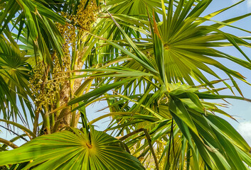 Tropical palm trees coconuts blue sky in Tulum Mexico.