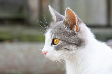Cute cat playing in the park on rainy day.